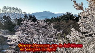 Cherry blossoms are in full bloom  on campus in April