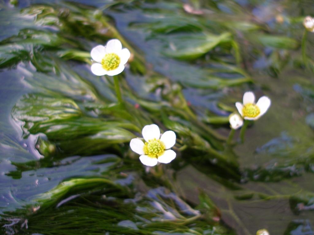 Welcome to Lab. of Applied Plant Ecology and Landscape Ecology, SHINSHU University