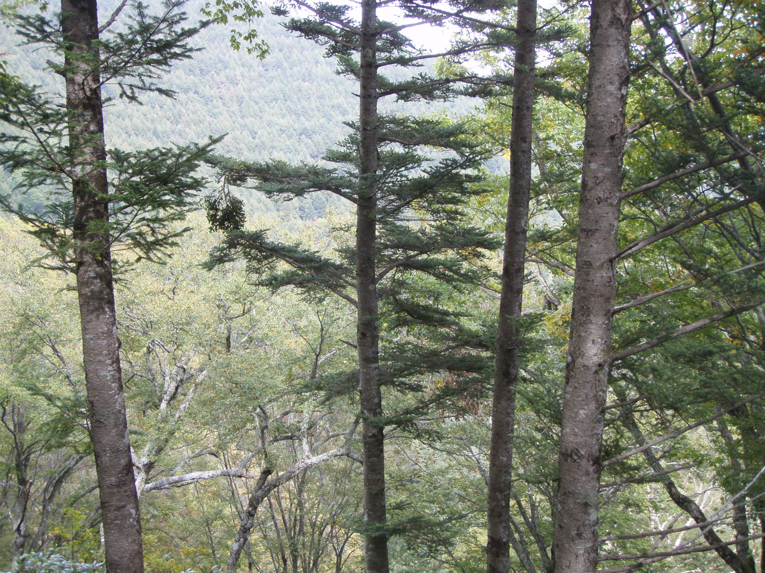 Welcome to Lab. of SILVICULTURE, SHINSHU University