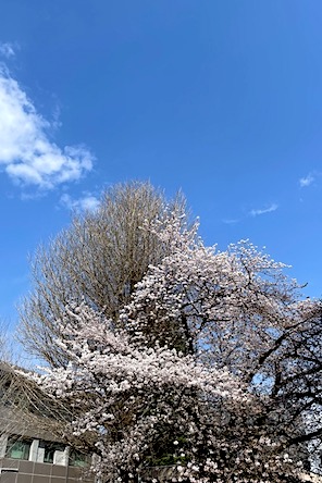 saku2