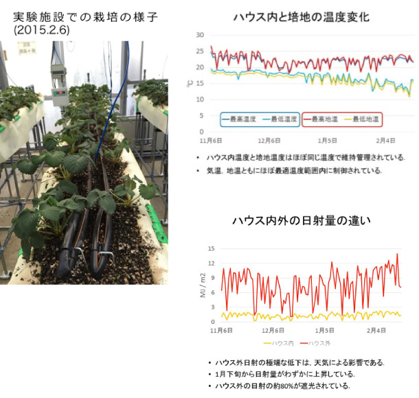 実験施設での栽培の様子