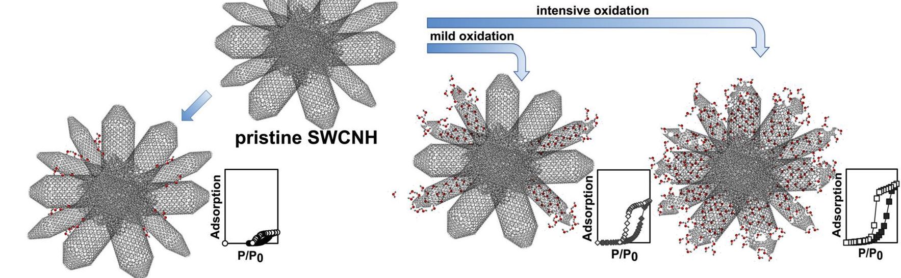 Water Adsorption Model in a Single Wall Carbon Nanohorn