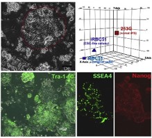 リプログラミング技術で創出された網膜芽腫癌幹細胞