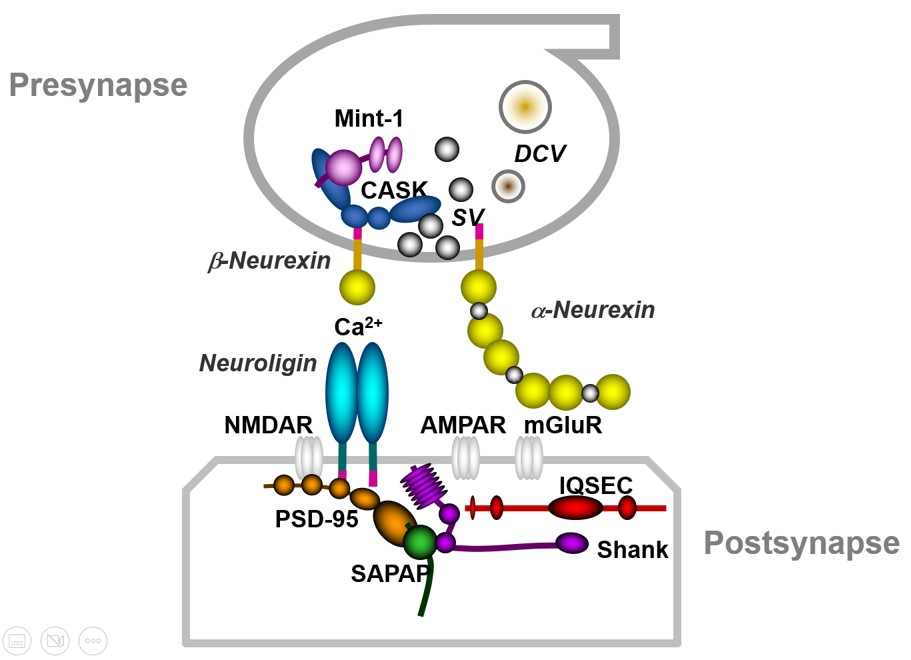 Proteins act at synaptic terminals