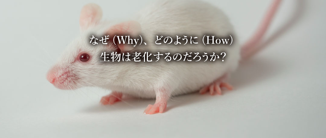 なぜ(Why)、どのように(How) 生物は老化するのだろうか？