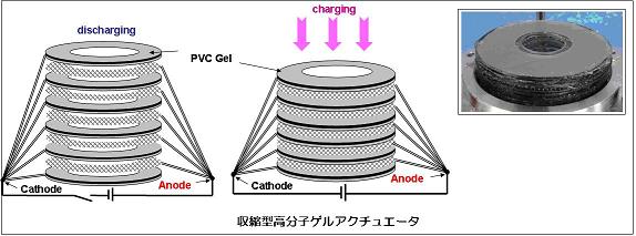 100831_収縮型高分子ゲルアクチュエータ（縮小）.JPG