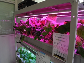 20120118_01 震災復興と植物工場.JPG