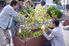 生ゴミ堆肥で育てた綿花（環境ISO学生委員会）