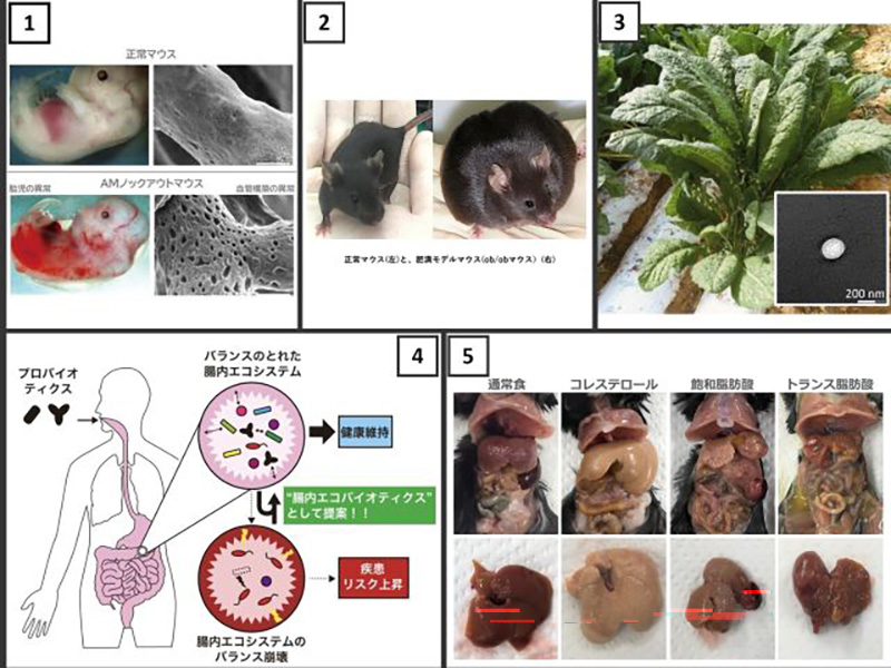 ライフイノベーション部門