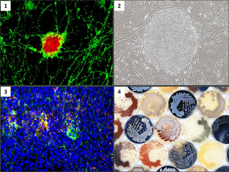 Division of Biotechnology