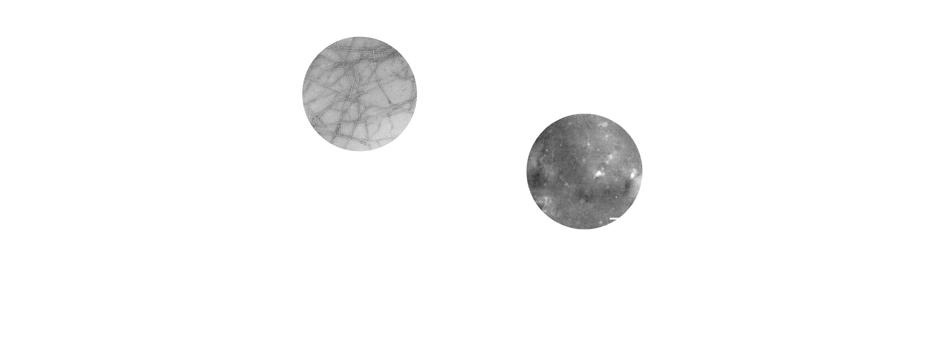 廃棄される農林水産物 廃棄プラスチック セルロースナノファイバー化 ナノナノ複合材料ナノバイオマテリアル 新素材を施設園芸に利用