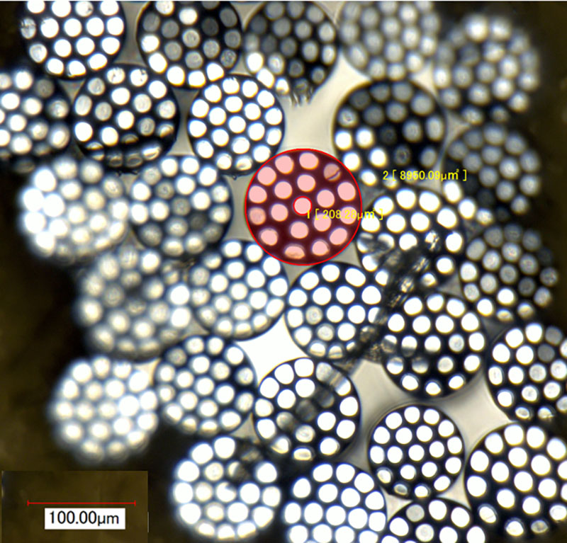 Division of Fiber Development