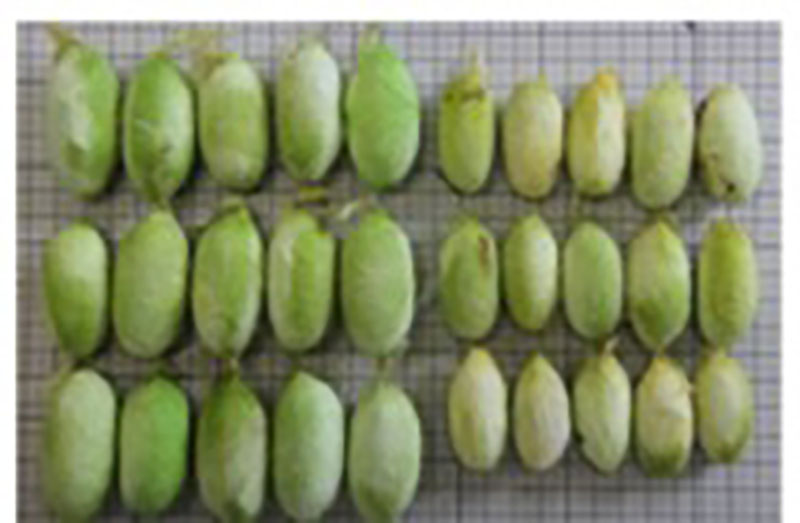 Large Antheraea yamamai and Antheraea yamamai in Nagano Prefecture.