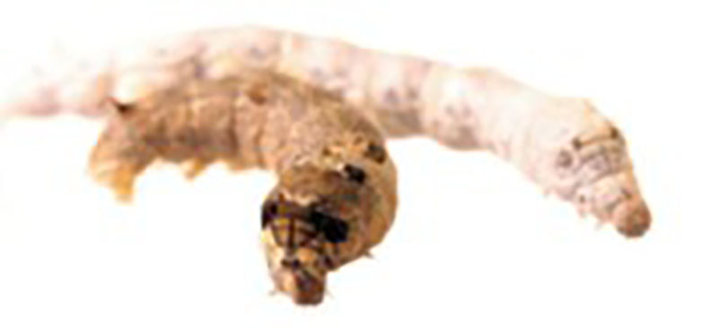 Bombyx mandarina and Bombyx mori.