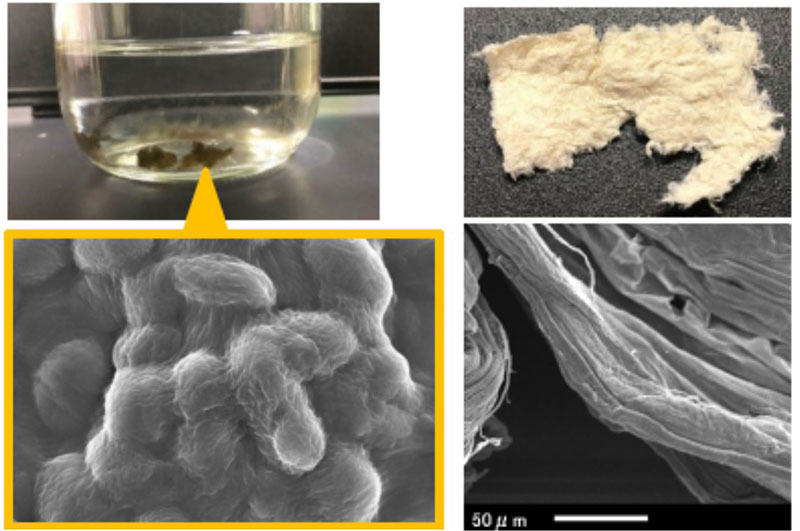Suizenji-nori (Aphanothece sacrum) and images of sacran produced by suizenji-nori.