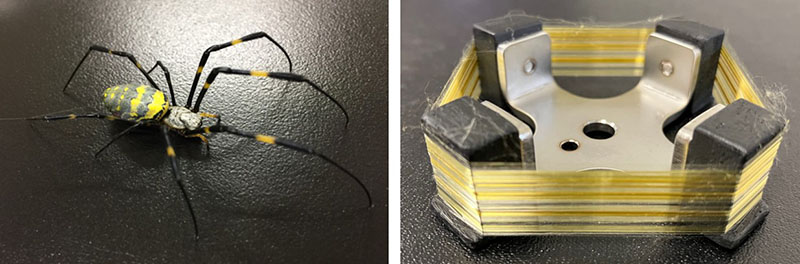 Joro spider (Trichonephila clavata) and fibers spun by Joro spiders.