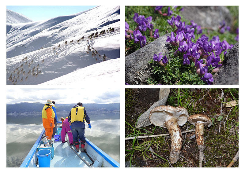 Division of Mountain Ecosystem Science