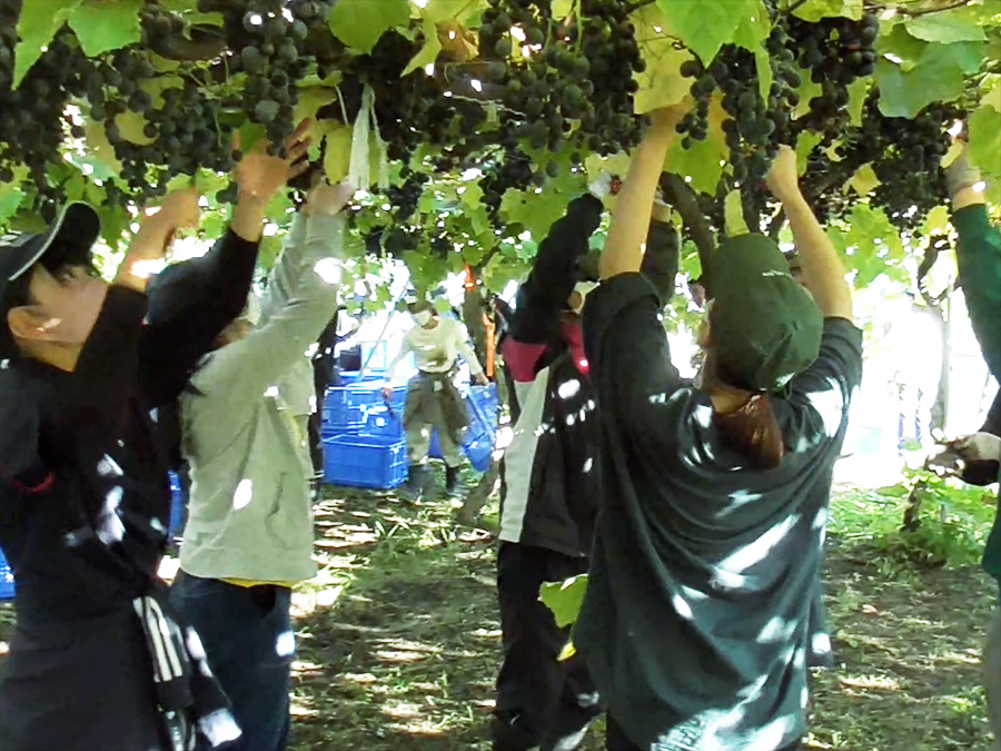 農X実践フィールド写真