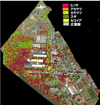 樹種別に樹冠の広がり