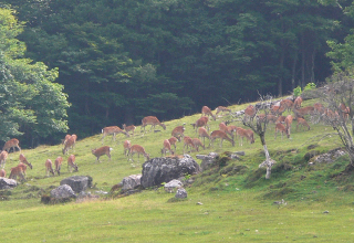 放牧地に現われたニホンジカの群れ