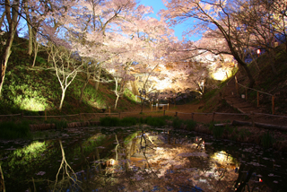 ライトアップされ幻想的な桜