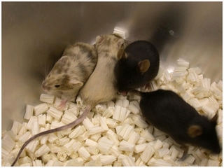 異なる遺伝情報の細胞を持つ(キメラ）マウス