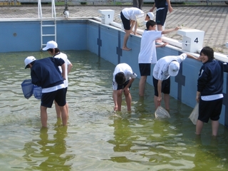 水生生物観察会