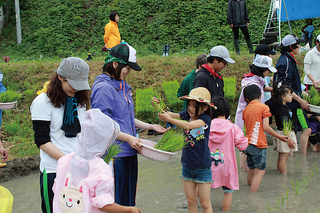 田植えをする子供たち