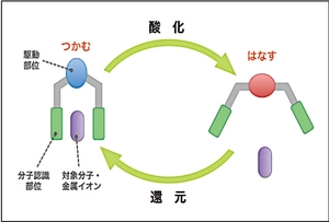 酸化還元駆動型分子ピンセットの模式図