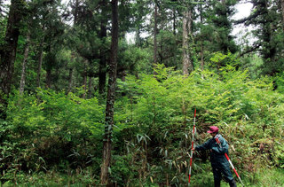 植物種多様性を調査中