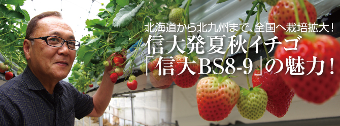 夏秋イチゴ「信大BS8-9」の魅力