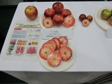 赤果肉のリンゴ