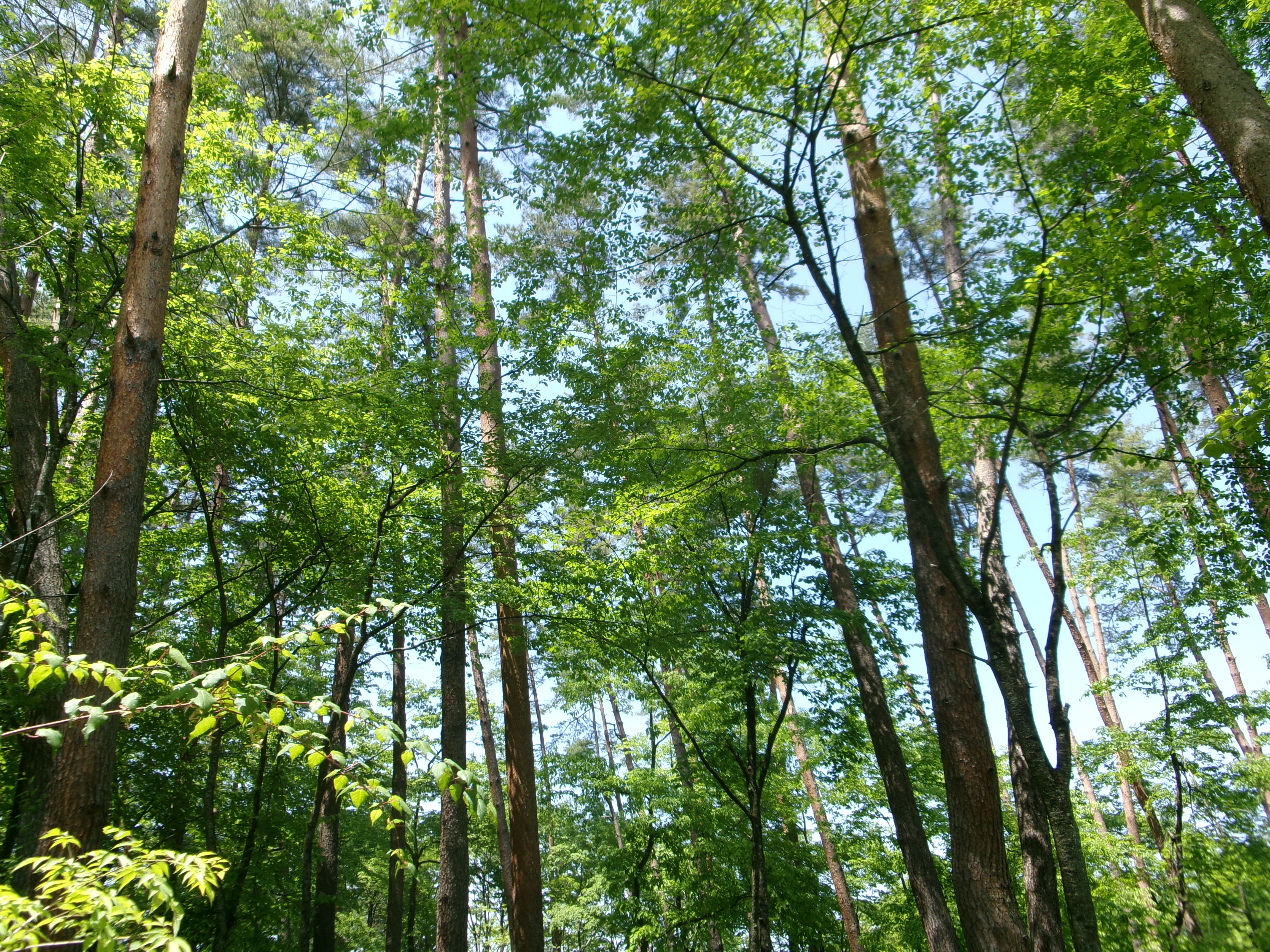 写真1