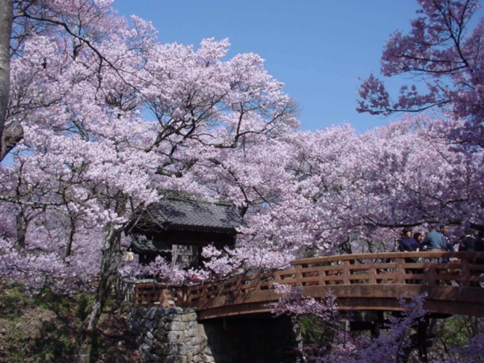 Takato Castle Site Park Cherry Blossom