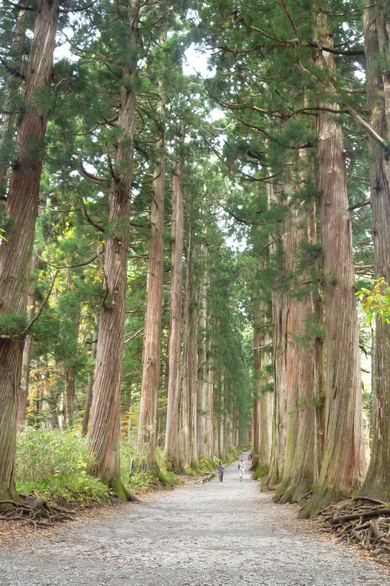 Cedar Avenue of Togakushi