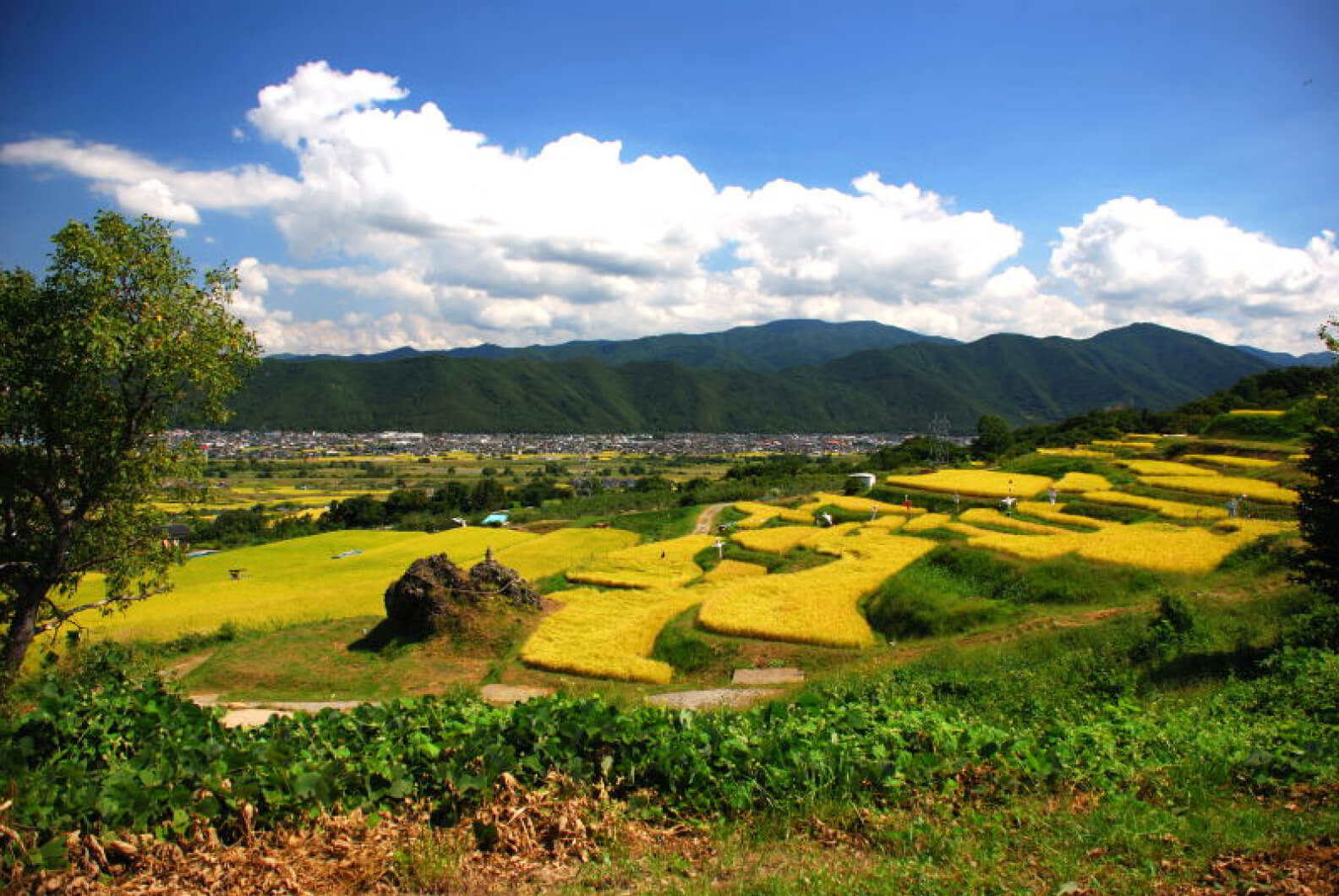 Terraced Rice Fields of Obasute