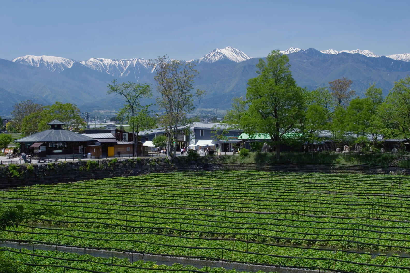 Green Horseradish Fields