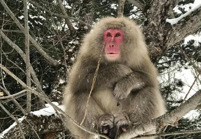 Snow monkeys' unique wintering strategy: they FISH in Kamikochi, Japan, a new study reveals