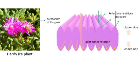 Fig1_1.jpg