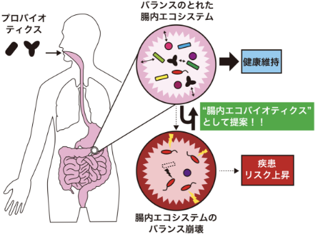 乳酸菌機能を創発する