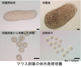 体外で卵⺟細胞を発育させる