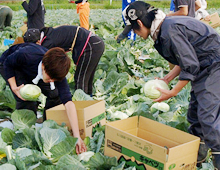 農場系の実習（野辺山ステーション）