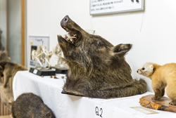 野生動物対策センター