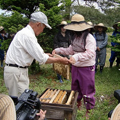 H24.6.7 ミツバチ管理・蜂蜜採取（食料生産科学科・動物生産学コース）