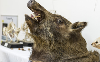 野生動物対策センター