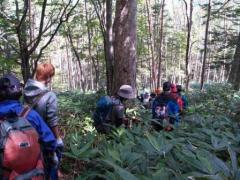 信大ルート樹林帯