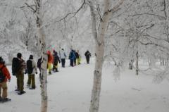 シラカバ樹林をスノーシューで歩く