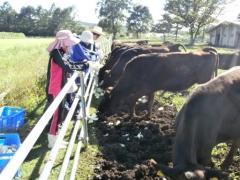 牛の飼養管理