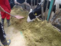 牛舎（乳用牛）管理