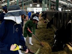 乳牛舎の管理実習